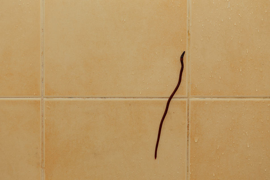 如何清除浴室裏的黑蟲並防止它們複發