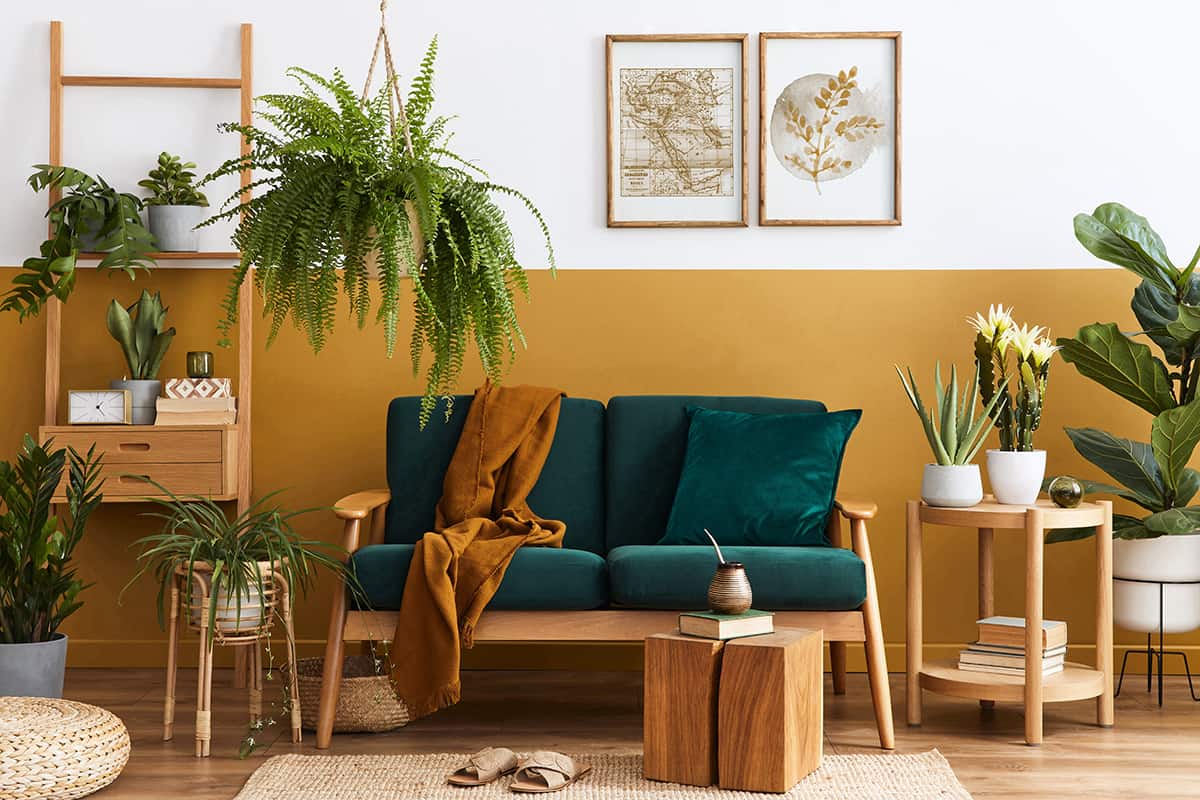 綠色的家具和棕色的牆