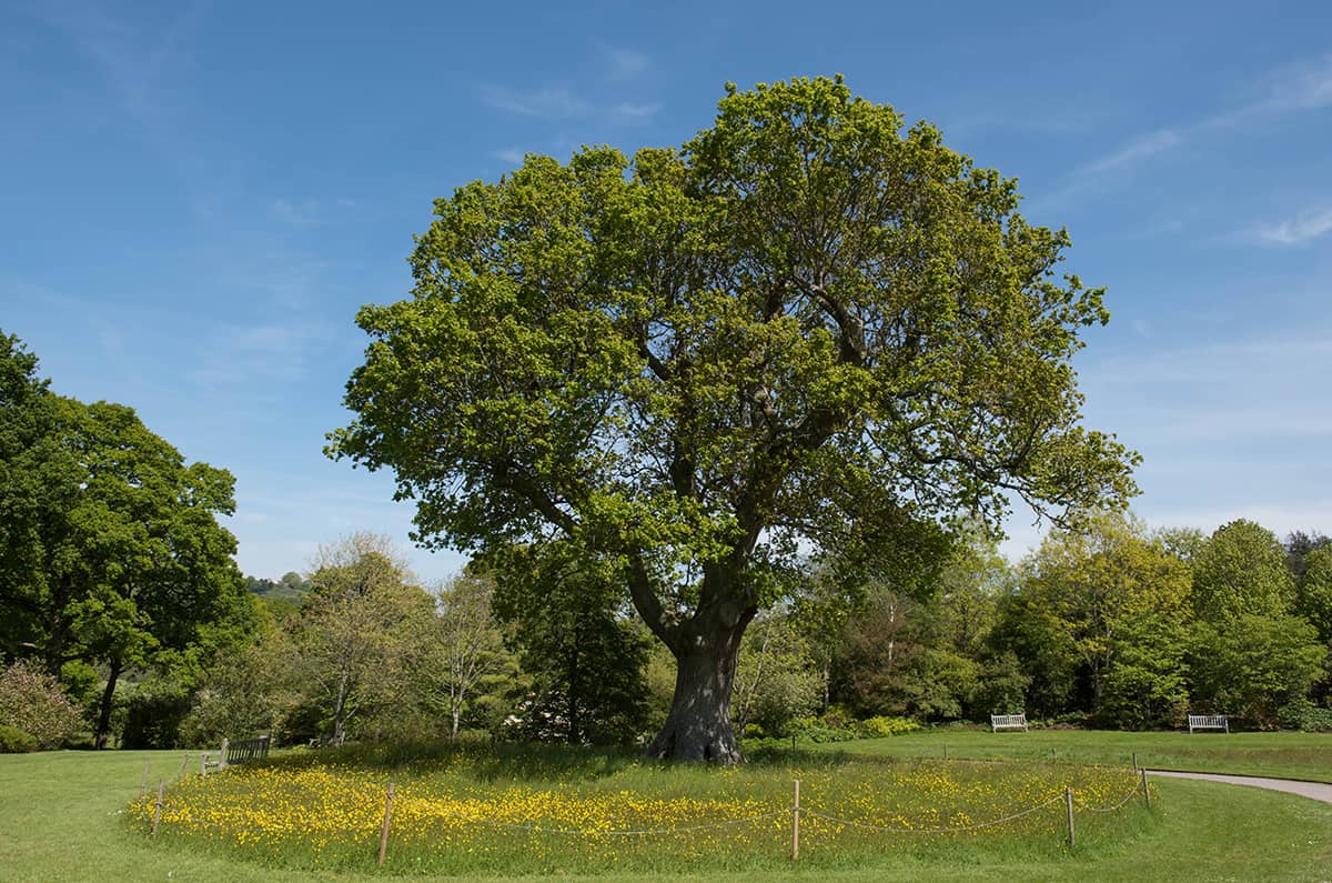 英國橡樹，羅柏櫟