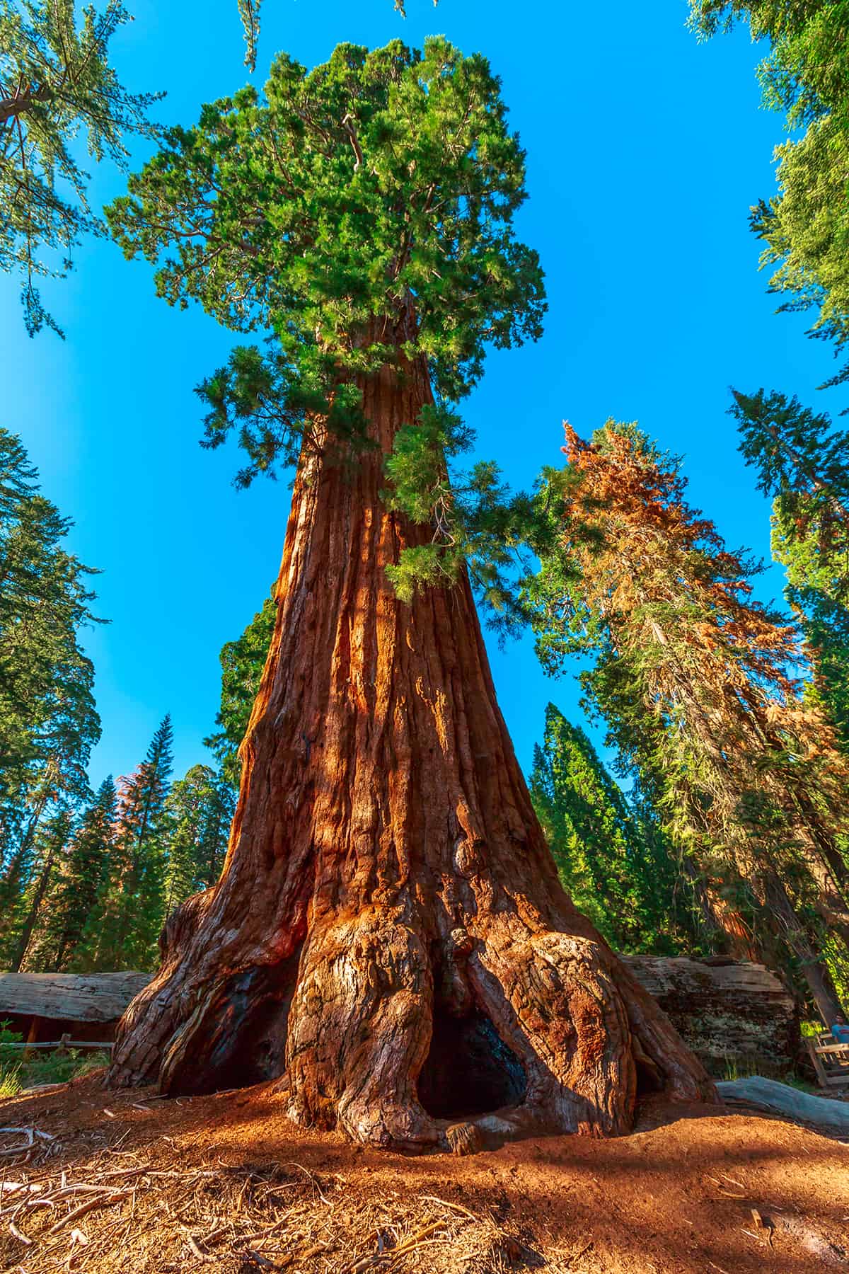 巨型紅杉