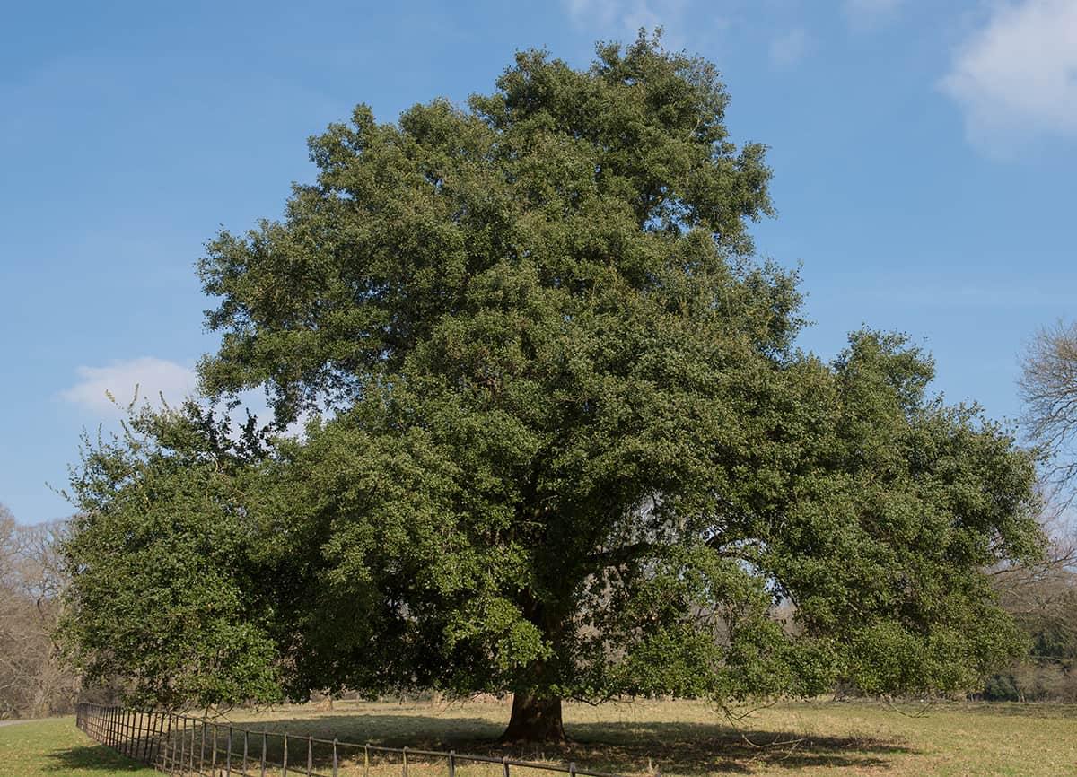 Holm橡樹，Quercus Ilex