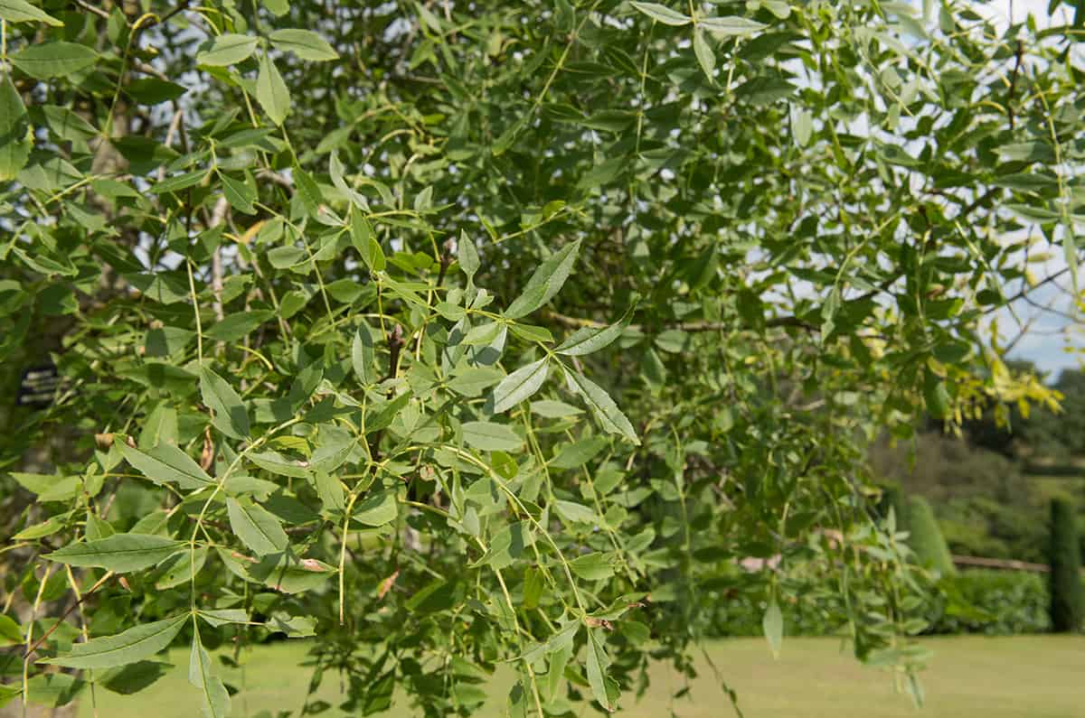 狹窄的葉子灰fraxinus angustifolia