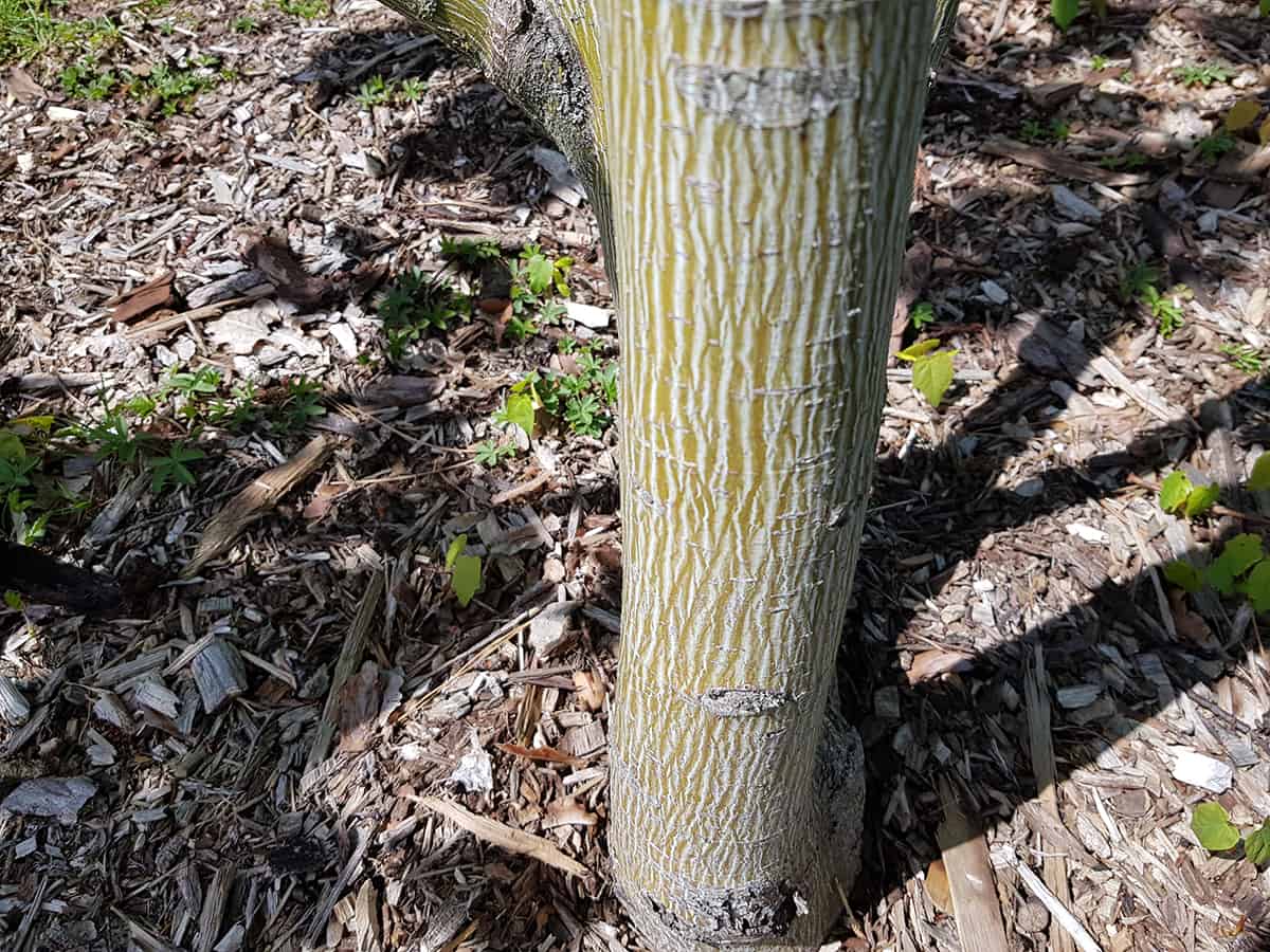 條紋楓樹，賓夕法尼亞槭