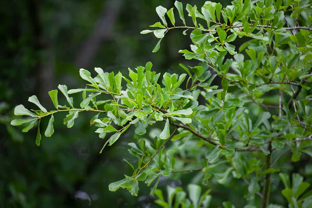 水橡樹，櫟屬nigra